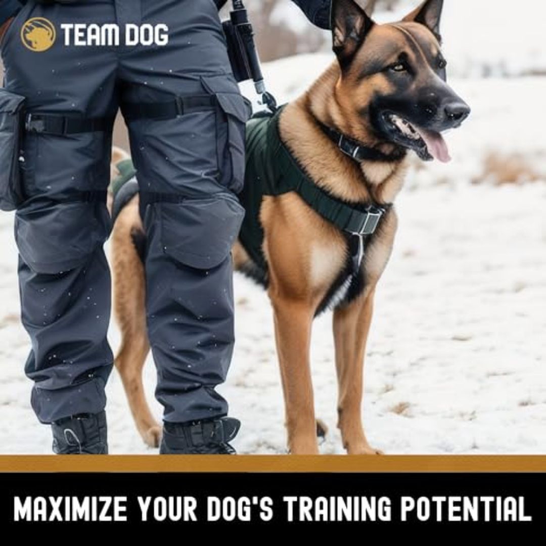 Salmon Bites Dog Treats Freeze-Dried Raw, 5 oz