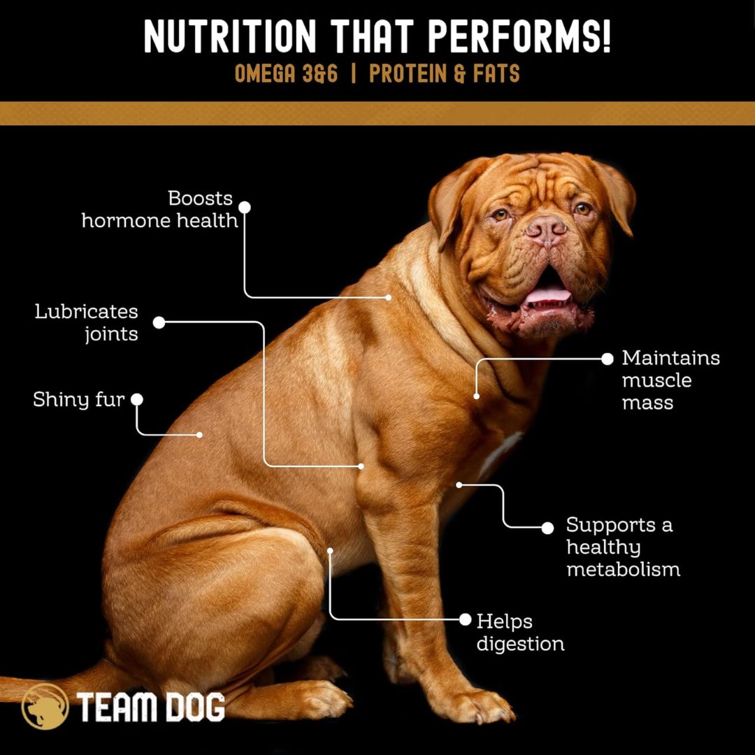 Salmon Bites Dog Treats Freeze-Dried Raw, 5 oz