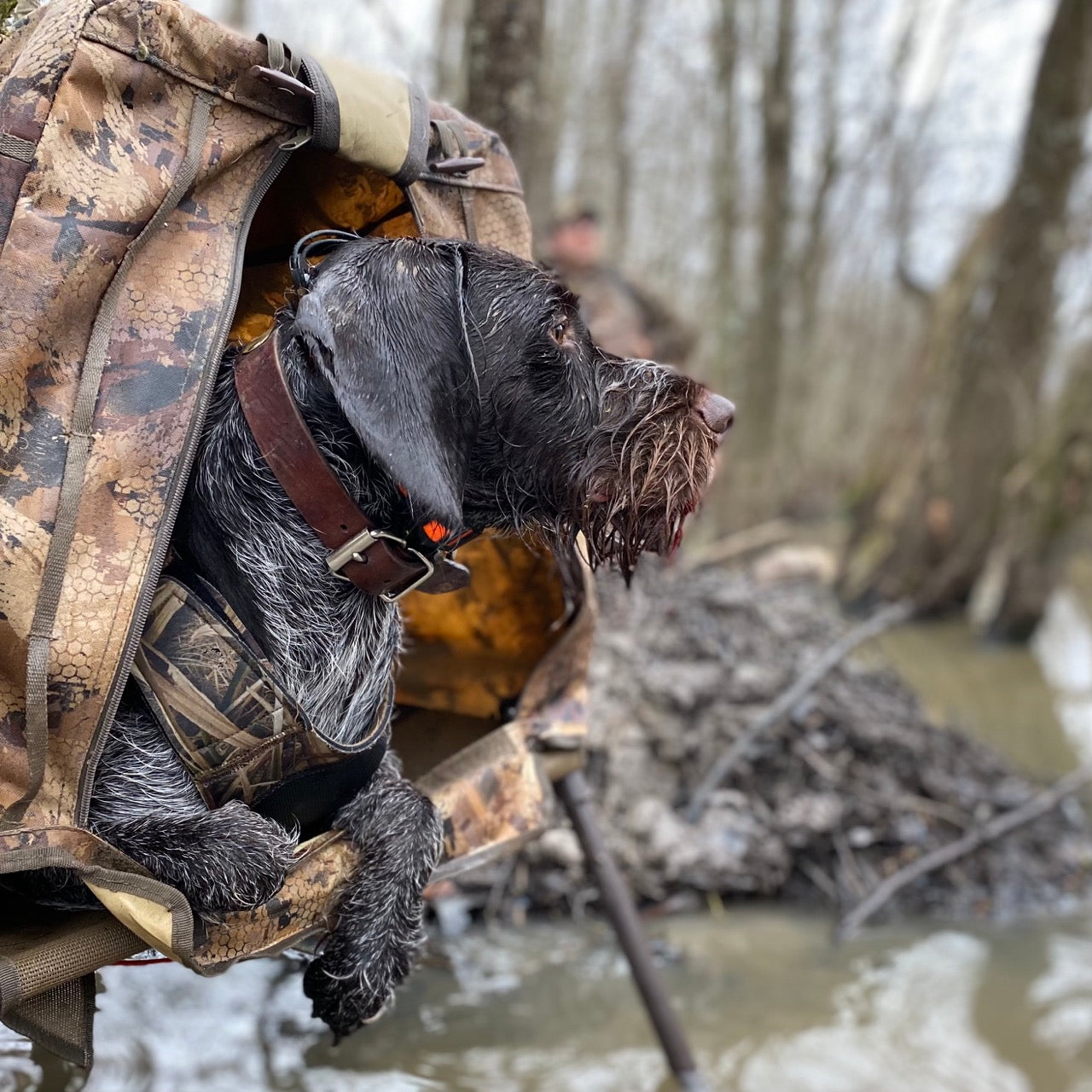 A Dog’s Coat Is Their Armor: A Complete Understanding Of How Healthy Coat Protects Your Dog