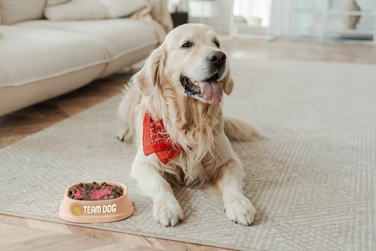 Decoding the Bowl: A Deep Dive into Essential, Elite, and Raw Dog Food Options
