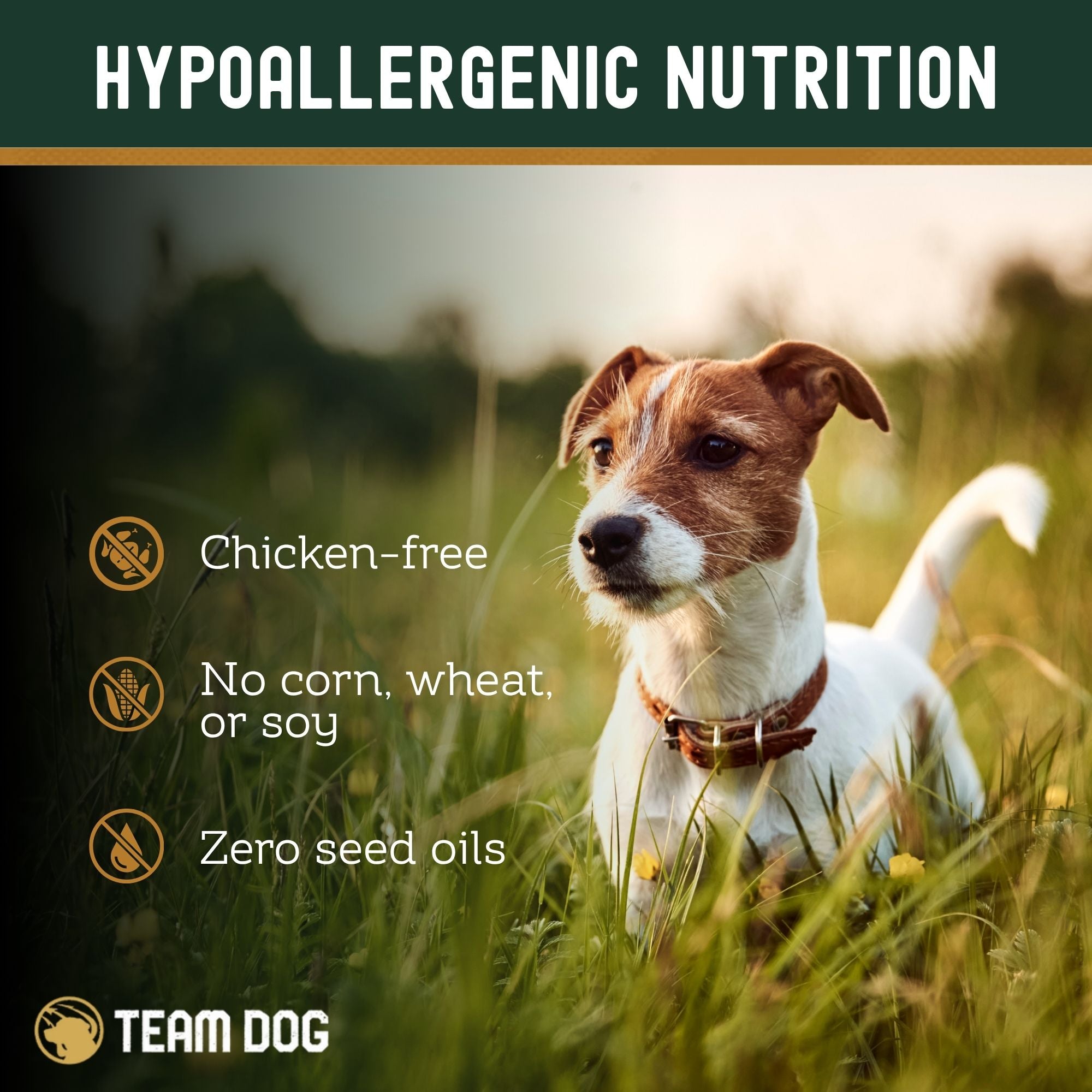 Dog in a grassy field with hypoallergenic nutrition text and dog food brand logo.