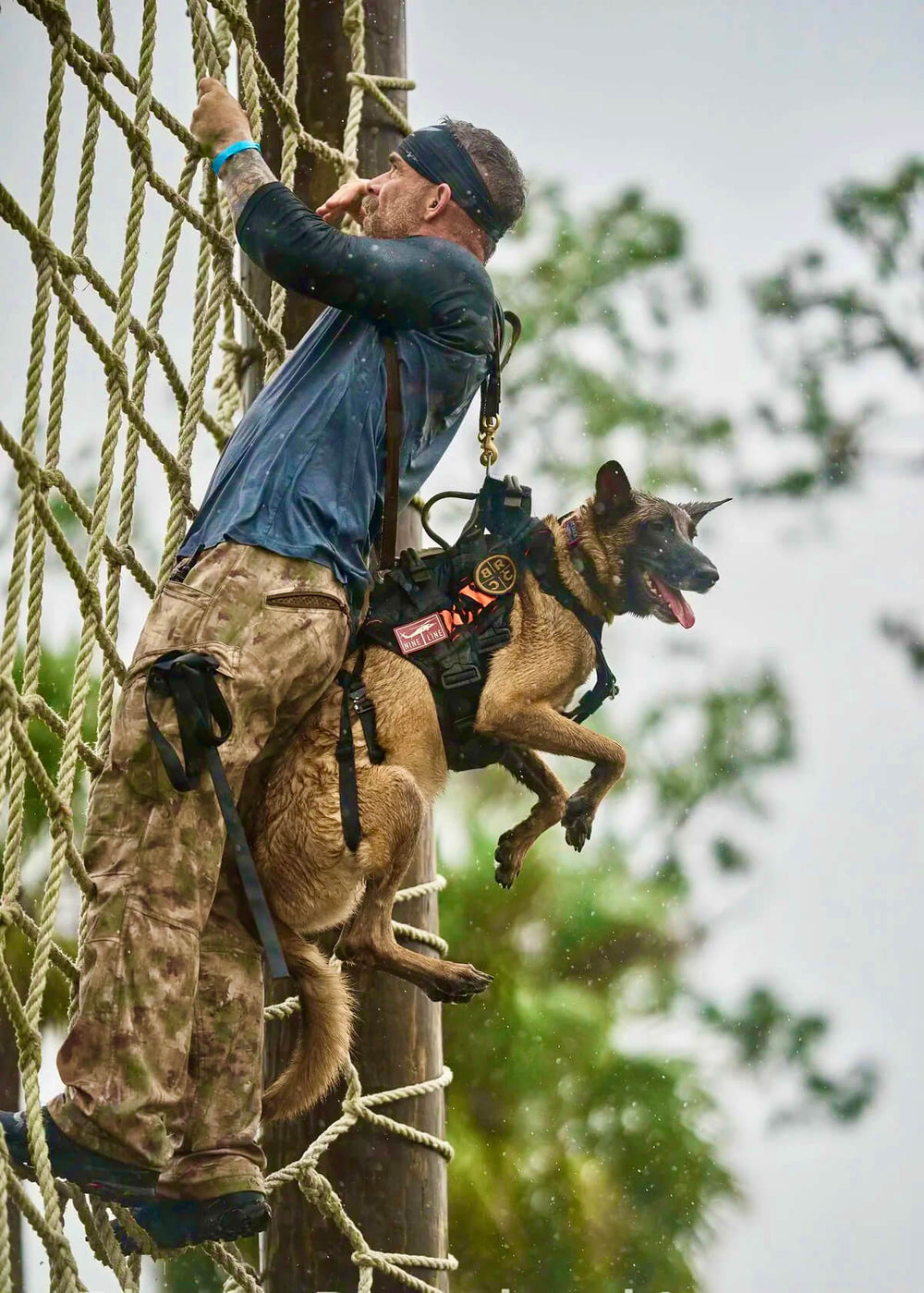 The Team Dog Story