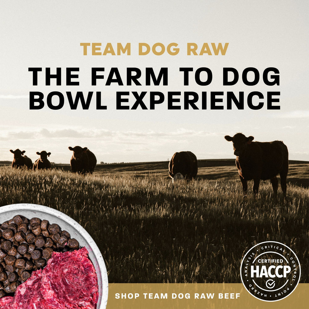 Team Dog Dry Food + Team Dog Raw Food